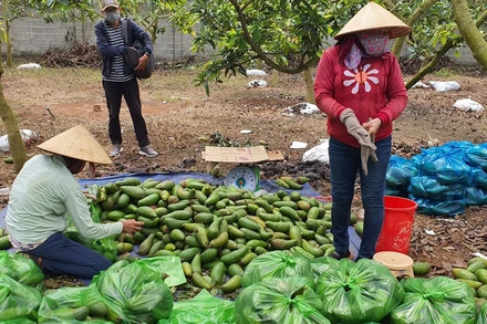 Hàng chục tấn bơ của nông dân huyện Châu Đức (Bà Rịa-Vũng Tàu) được các doanh nghiệp, đoàn viên thanh niên tiêu thụ ngay trong tỉnh.