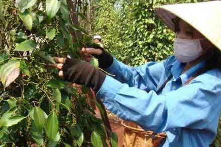 Mặc dù dịch Covid-19 trong nước vẫn diễn biến phức tạp, nhưng hoạt động mua bán hạt tiêu trong nước khá sôi động. (Ảnh minh họa)