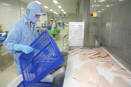 Chế biến thủy sản xuất khẩu tại Công ty cổ phần Xuất nhập khẩu thủy sản Cần Thơ (Cần Thơ) - (Ảnh: Quốc Tuấn)