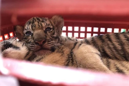 Hổ con được được bàn giao Vườn quốc gia Pù Mát nuôi dưỡng.