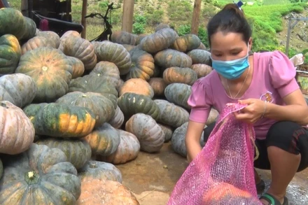 Sản phẩm bí xanh ủng hộ các tỉnh phía nam do nông dân Sơn La sản xuất.