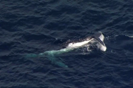 Một con cá voi bị mắc vào lưới cá mập ngoài khơi bờ biển Gold Coast của Queensland, Australia vào ngày 11/ 8. (Ảnh cắt từ clip của Nine Network).