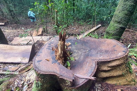 Hiện trường vụ phá rừng trái phép tại tiểu khu 224.