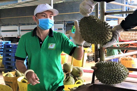 Thương lái về thu mua sầu riêng cho nông dân ở huyện Krông Pắk.