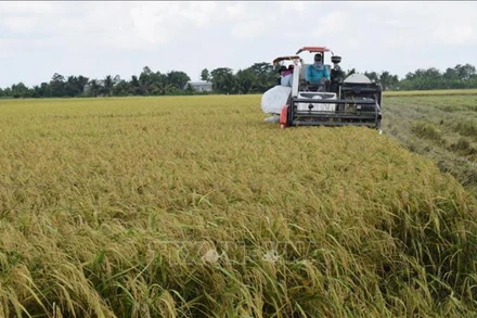 Vụ hè thu đang thu hoạch rộ trong khi do dịch bệnh Covid-19 diễn biến phức tạp, nhân công để thu hoạch bị hạn chế, dễ dẫn đến tình trạng thương lái ép giá nông dân. Ảnh minh họa ( Ảnh: Chương Đài/TTXVN)