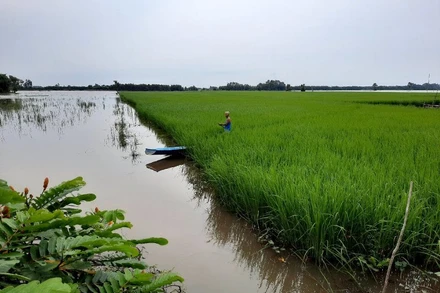 Liên kết sản xuất lúa để nâng cao giá trị gia tăng.