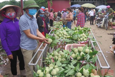 Người dân các xã trong huyện Chi Lăng bán na tại chợ nông sản Chi Lăng