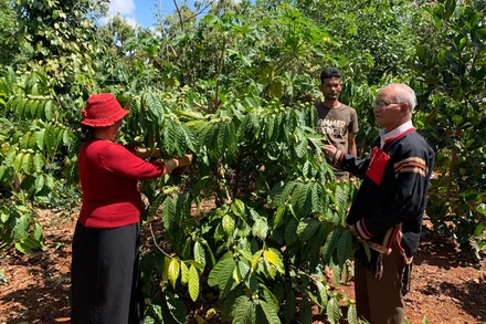 Người dân Đắk Lắk chăm sóc cây cà phê. 