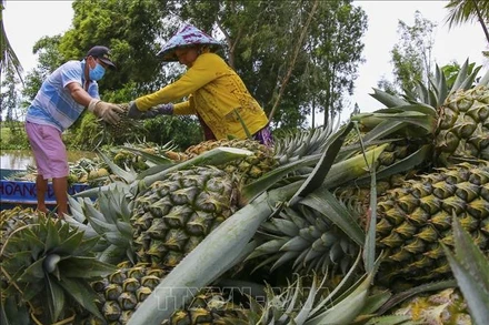 Tiêu thụ nông sản cho người dân bị ảnh hưởng bởi Covid-19 ở Hậu Giang. Ảnh: TTXVN.