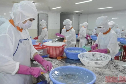 Công nhân của Công ty Cổ phần thủy sản Minh Khuê chế biến bạch tuộc. (Ảnh: VIỆT TIẾN)