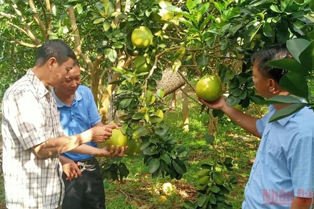 Lãnh đạo xã Hát Lót và cán bộ Phòng Nông nghiệp huyện Mai Sơn nắm tình hình tiêu thụ bưởi tại bản Nà Cang, xã Hát Lót. (Ảnh: QUỐC TUẤN)