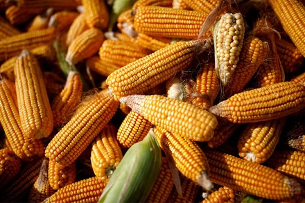 Ảnh minh họa: Reuters.