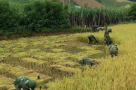 Cán bộ, chiến sĩ Đồn Biên phòng Phiêng Pằn giúp bà con gặt lúa.