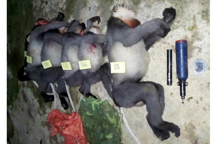 5 cá thể voọc chà vá chân xám. (Ảnh: Hạt Kiểm lâm Ba Tơ cung cấp)