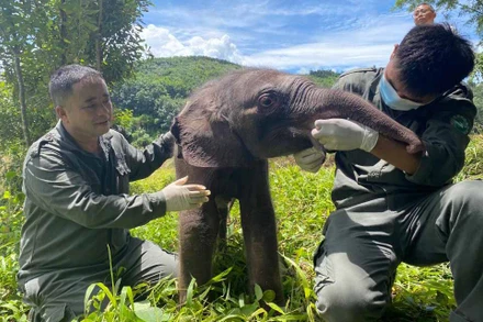 Nhân viên cứu hộ cho một chú voi con mới được cứu uống sữa. (Ảnh: Tân Hoa xã)