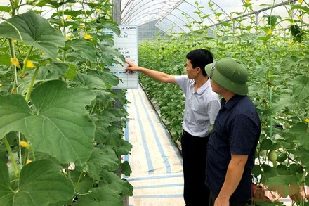 Mô hình trồng dưa lưới của Công ty Thương mại và xây dựng Đầm Hà.