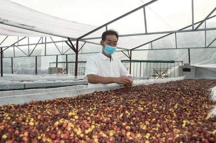 Chế biến cà-phê tại HTX Cà-phê Bích Thao Sơn La.