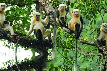 Đàn Voọc mũi hếch ở Khau Ca (Hà Giang) được bảo tồn và phát triển tốt. (Ảnh: Lê Khắc Quyết/FFI)