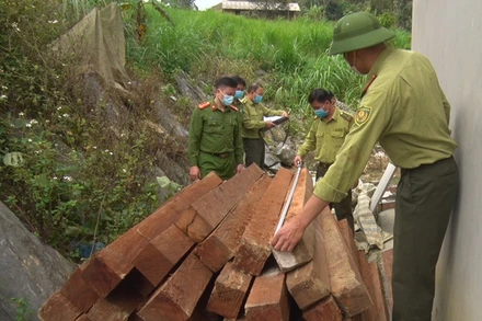 Cán bộ kiểm lâm đo đếm khối lượng lâm sản thu giữ.