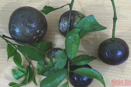 Quả hồng trâu gây ngộ độc cho gần 20 em học sinh. (Ảnh: QUỐC HỒNG)