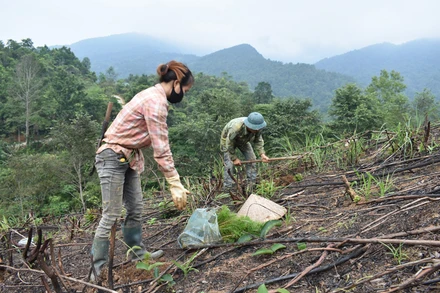Người dân xã Vân Tùng, huyện Ngân Sơn trồng rừng mới với giống cây thông. 