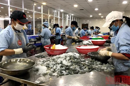 Công nhân chế biến hải sản xuất khẩu tại Khu công nghiệp Quảng Phú.