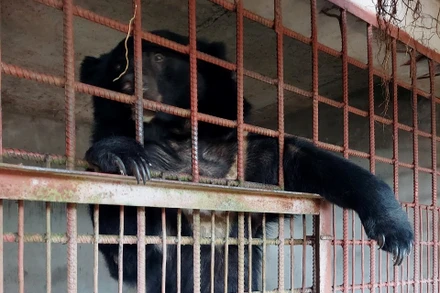 Cá thể gấu được tiếp nhận chuyển giao sáng 26/10 tại tỉnh Long An. (Ảnh: Chi cục Kiểm lâm tỉnh Long An).