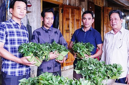 Hỗ trợ cây sâm Ngọc Linh giống cho người dân huyện Nam Trà My.