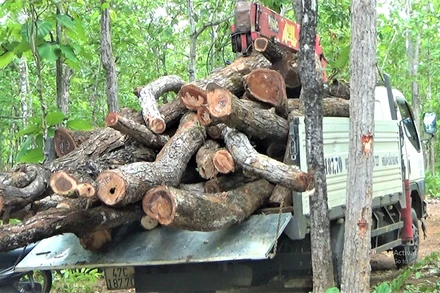 Xe vận chuyển gỗ tại khu vực rừng bị khai thác trái phép được bà Lê Thị Tuyến Vân ghi lại.