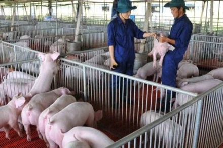 Ngành chăn nuôi đối mặt với nhiều khó khăn thách thức trong những tháng cuối năm.