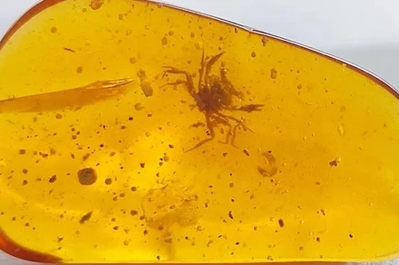 Cua hóa thạch trong miếng hổ phách từ gần 100 triệu năm trước. Ảnh: Lida Xing.