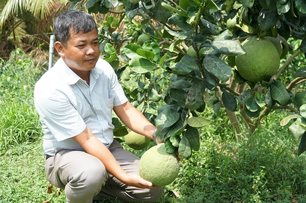 Trồng bưởi mang lại hiệu quả kinh tế cho gia đình anh Lê Thành Thái, xã Phú Hữu, huyện Long Phú (Sóc Trăng).