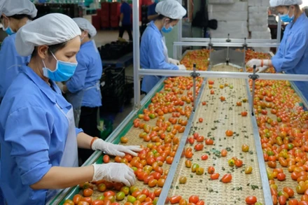 Sau khi EVFTA có hiệu lực, thuế suất nhiều loại rau quả vào EU giảm về 0%. 