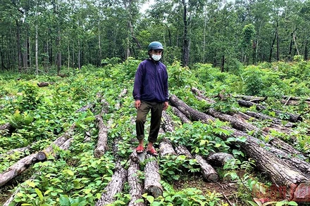 Bãi tập kết gỗ trái phép được phát hiện tại khoảnh 3, 4 Tiểu khu 462 thuộc đất rừng do Trung tâm Bảo tồn voi Đắk Lắk quản lý.