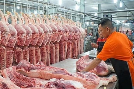 Giá lợn hơi những ngày gần đây đã tăng trở lại và dự báo sẽ còn tiếp tục tăng trong những ngày tới.