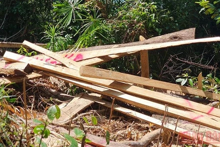 Hiện trường gỗ rừng tự nhiên ở huyện Bắc Trà My bị chặt phá.