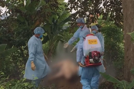 Dịch tả lợn châu Phi tái phát diện rộng, gây thiệt hại nặng cho người chăn nuôi ở Quảng Ngãi.