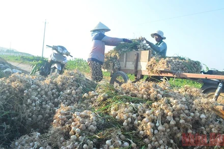 Dịch Covid-19 khiến nông dân đảo Lý Sơn gặp khó khăn do lượng tỏi tồn đọng nhiều, giá xuống thấp.