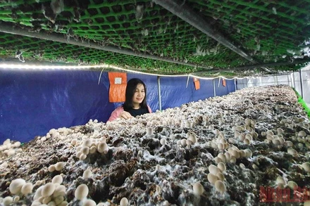 Chị Thảo bên sản phẩm nấm đang ra quả của mình. (Ảnh: THANH TÂM)