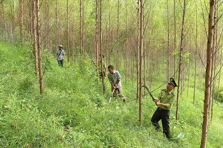 Chăm sóc rừng nguyên liệu gỗ keo tại xã Đồng Vương, huyện Yên Thế (Bắc Giang). Ảnh: VŨ SINH