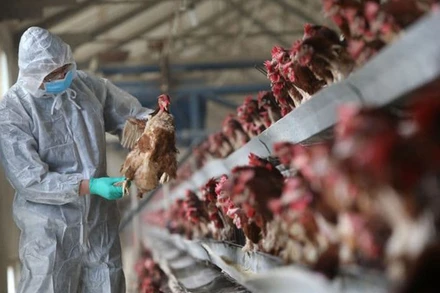 Ảnh minh họa. (Nguồn: AP/TTXVN)