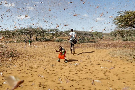 Nạn châu chấu sa mạc ở Naiperere, Kenya, tháng 1 vừa qua.
