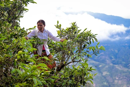 Những gốc chè Shan tuyết cổ thụ trăm năm tuổi có giá trị rất cao.