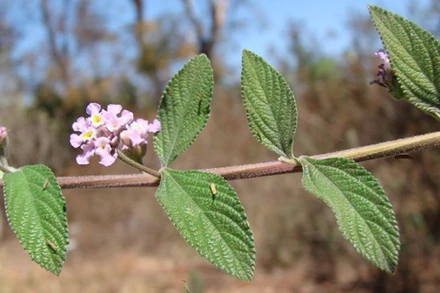 Cây Lippia alba. (Nguồn: survivalgardener.com/TTXVN)