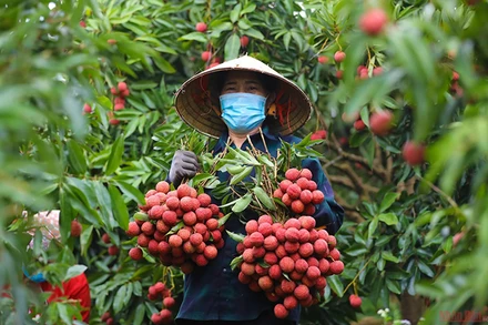 Vải thiều Bắc Giang (Ảnh minh họa: Hà Nam).