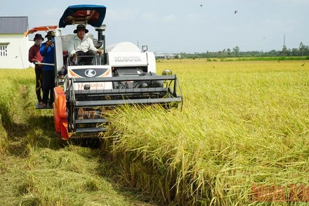 Bà con nông dân tỉnh Sóc Trăng thu hoạch lúa hè thu. (Ảnh NGUYỄN PHONG)