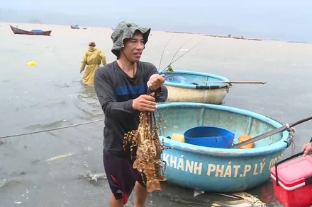 Tôm hùm chết ở phường Xuân Yên, thị xã Sông Cầu, tỉnh Phú Yên. (Ảnh: TRÌNH KẾ)