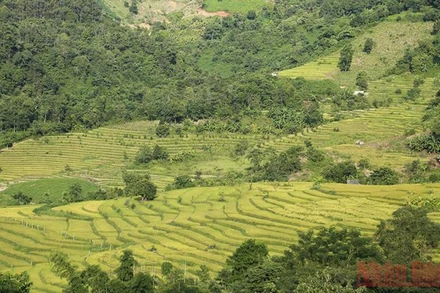 Đầu tháng 10, ruộng bậc thang Tà Lèng chuyển màu vàng óng, uốn lượn khắp sườn núi Pú Phạ, xã Thanh Minh (TP Ðiện Biên Phủ, Điện Biên).