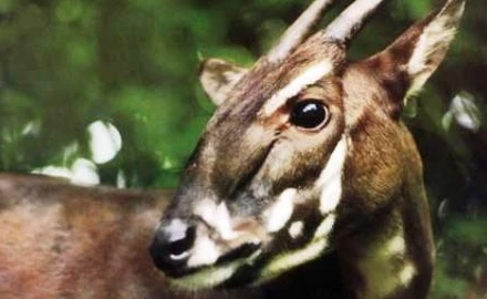 Loài sao la của Việt Nam.