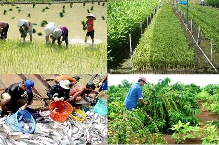 Nông nghiệp là một trong những ngành bị ảnh hưởng nghiêm trọng bởi đại dịch Covid-19.